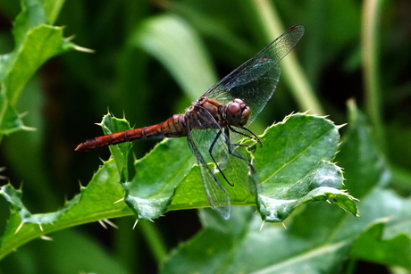 Bloedrode heidelibel