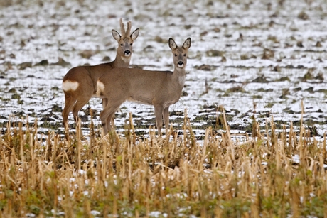 Nieuwsgierig  ........ 