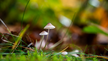 Mycena