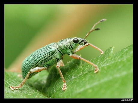 Phyllobius argentatus