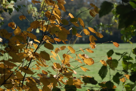 Herfsttinten