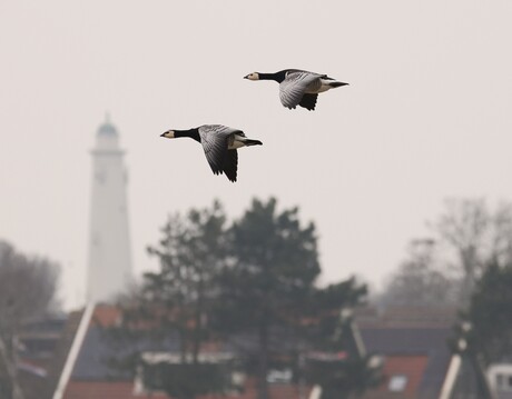 Brandgans