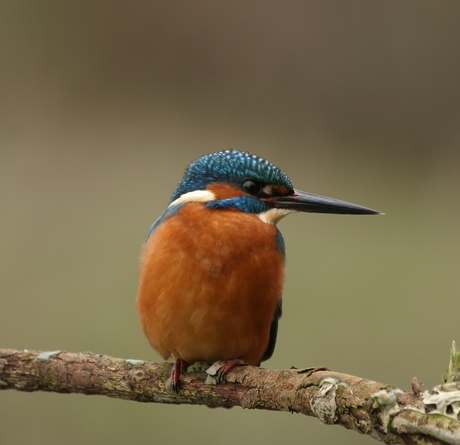 ijsvogel al la ijsvogel