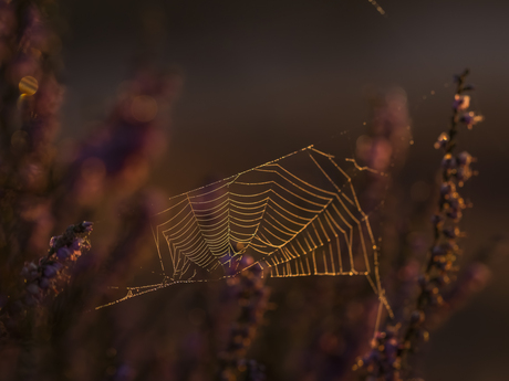 Spinnenweb