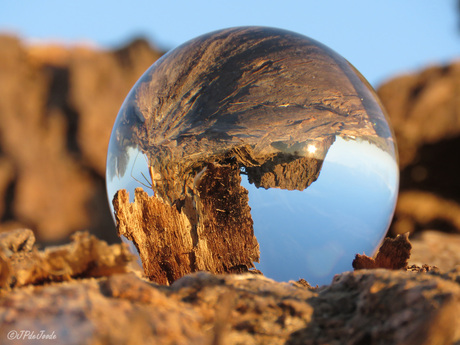 Glazenbol op boomstronk