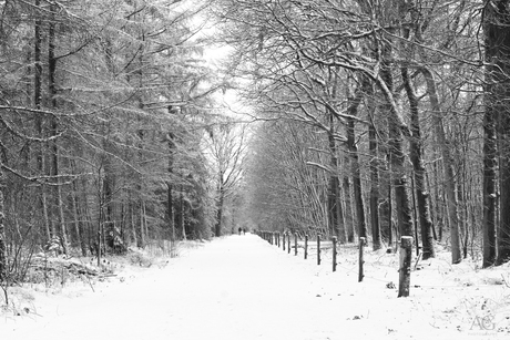 Bos op zijn mooist in de winter 