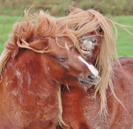 Pony's vliegen elkaar in de haren