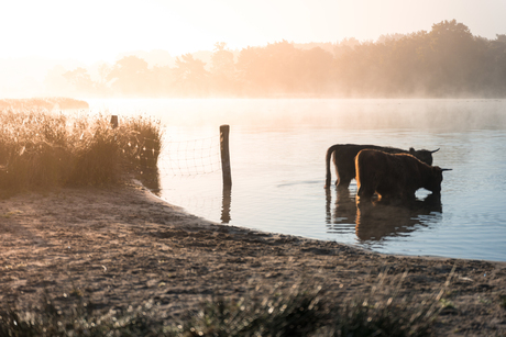 Hooglanders op de Sonse Heide