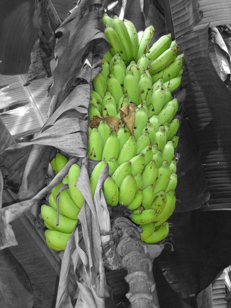 Groene Bananen