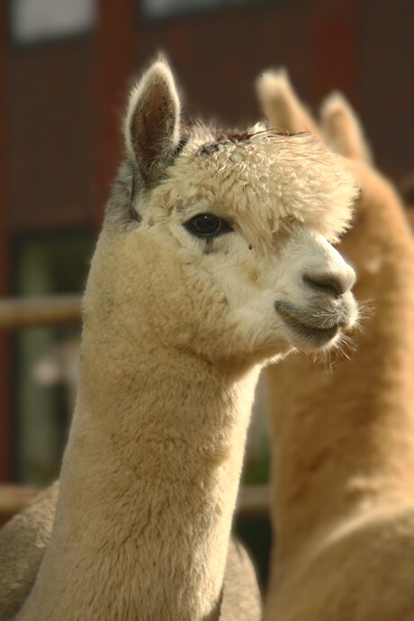 Alpaca 