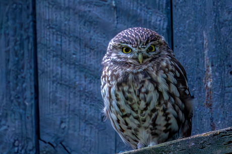 Steenuil - Little owl