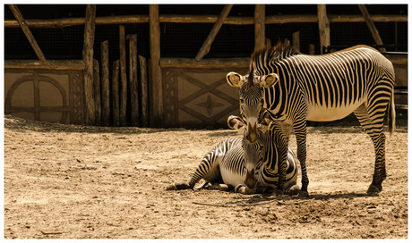 Zebra's