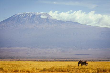 Kilimanjaro with an elephant