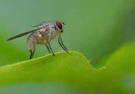 Coenosia spec. 