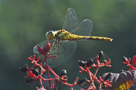 Steenrode heidelibel