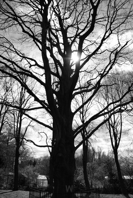 Oude boom in Drente