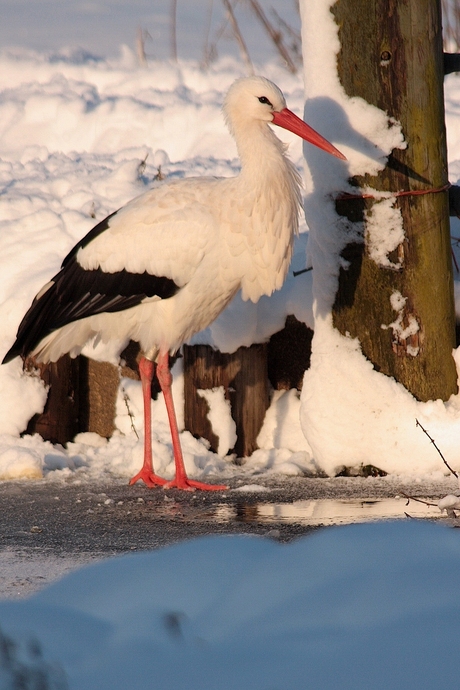 De Ooievaar in het winterzonnetje