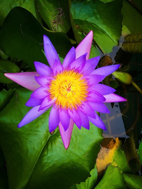 Purple lotus