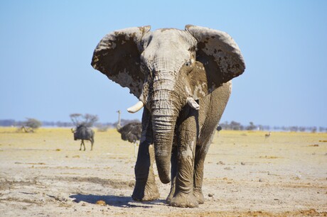 African elephant