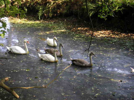 Zwanenfamilie