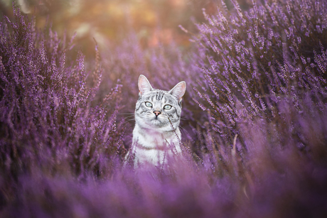 Bengaal in de heide 