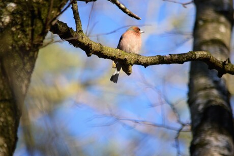 De appelvink zit heerlijk in de zon.