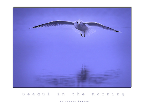 Seagul in the Morning...