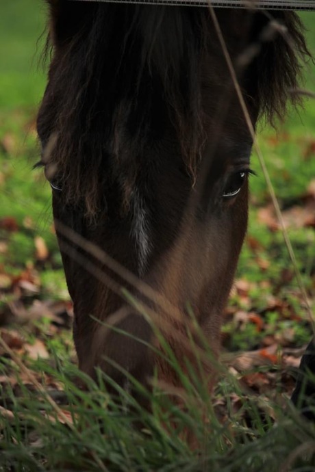 Paard bij de Gaas