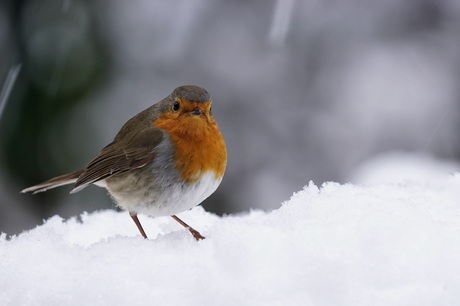 Eindelijk winter