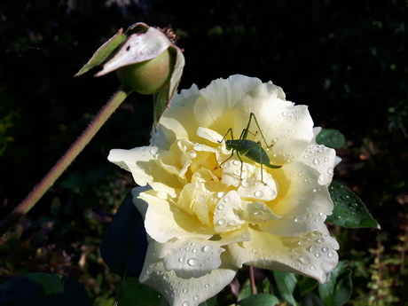 Bedauwde roos met groene sprinkhaan