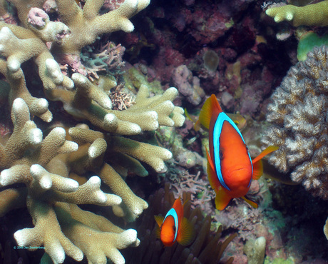 Nemo's, anemoonvisjes