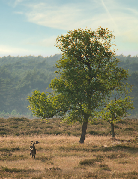 Edelhert op de uitkijk