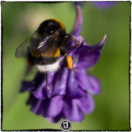 140505 - Hommel (Bombus) op een Akelei (Aquilegia).jpg