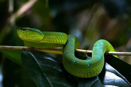 Green Viper