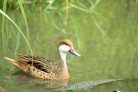 Eend in Diergaarde Blijdorp