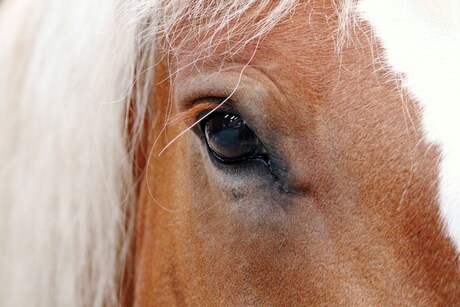 Horse eye