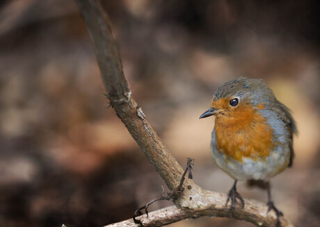 roodborst