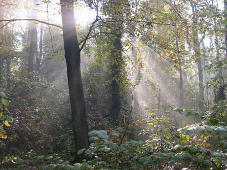 Herfst licht