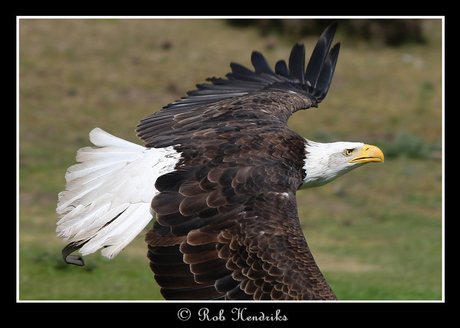 Bald Eagle - Fly-by!