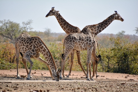 Giraffen familie