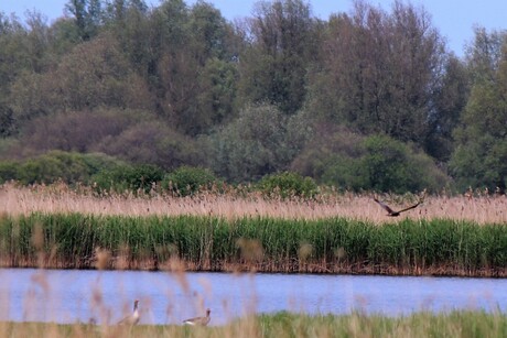 lauwersmeer de pomp