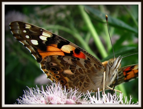 Distel vlinder