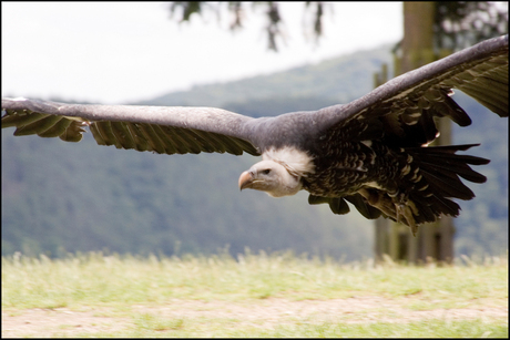 Vliegende vogel