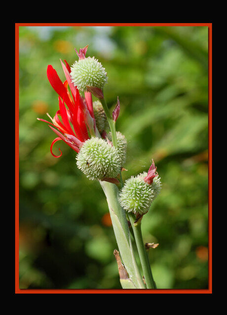 Flower in Mexico