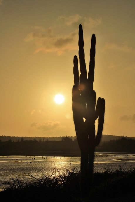 Lagun Bonaire