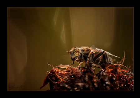 Weidevlekoog - Gistermorgen na meerdere mooie dauwplaten was deze vlieg nog een bonus. Vooral de vage tekening van stengels in de achtergrond spreekt me aan. Ben ve - foto door PhotoMad op 30-08-2012 - deze foto bevat: macro, natuur, vlieg, insect, PhotoMad, madeleine assink