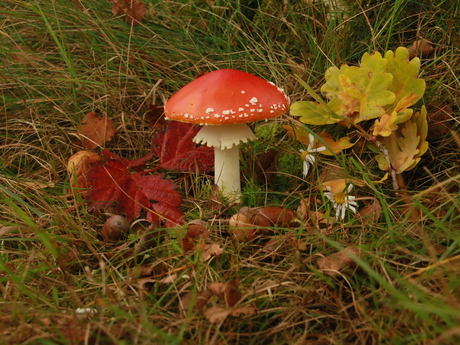 Herfst 2