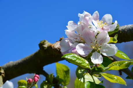 Appelbloesem