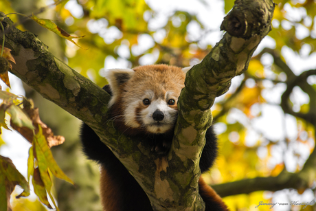 Kleine Panda