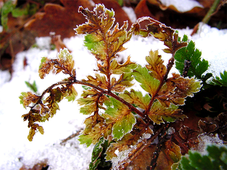 Winterplantje